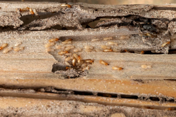 Best Cockroach Control Services  in Schererville, IN
